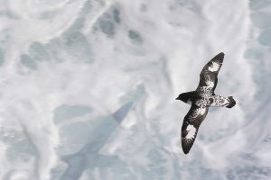 Painted Petrel -a3.jpg